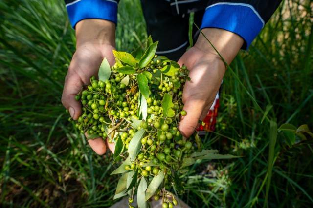 山野“小辛香”如何迈向“大市场”AG真人一颗山苍子的新生：粤北(图2)