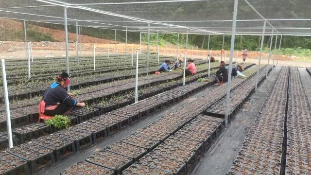 山野“小辛香”如何迈向“大市场”AG真人一颗山苍子的新生：粤北(图3)