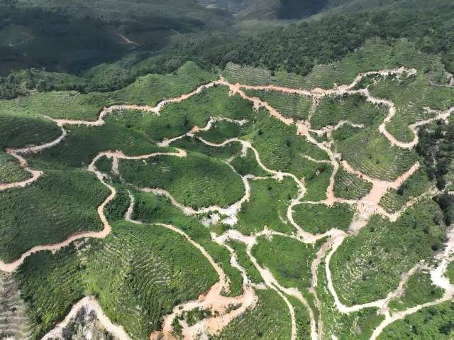 山野“小辛香”如何迈向“大市场”AG真人一颗山苍子的新生：粤北(图4)