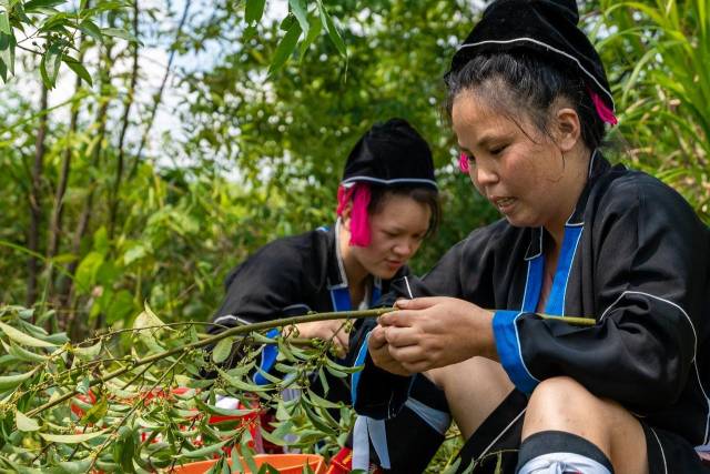 山野“小辛香”如何迈向“大市场”AG真人一颗山苍子的新生：粤北(图5)